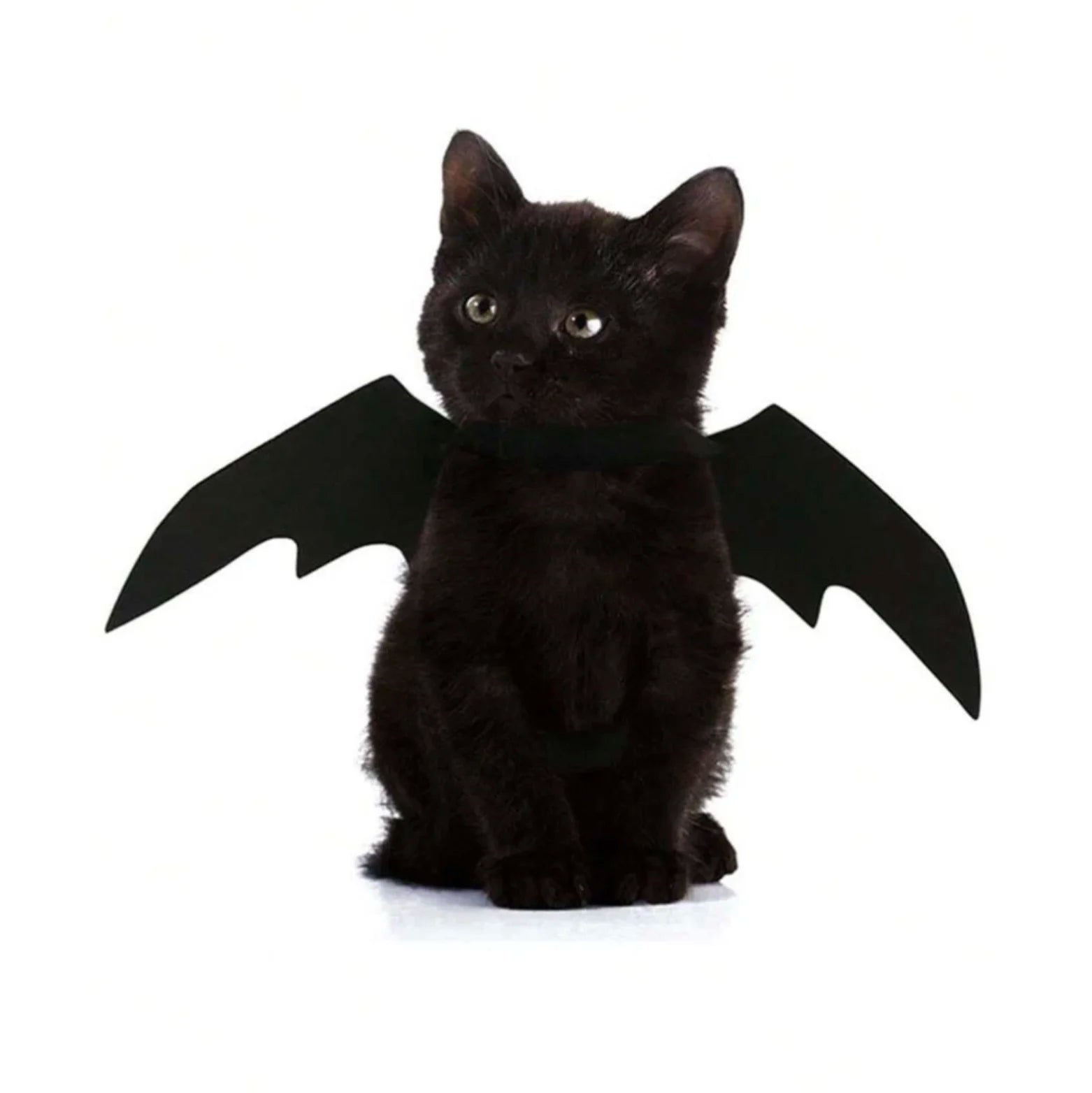 Cat wearing black bat wings costume on white background